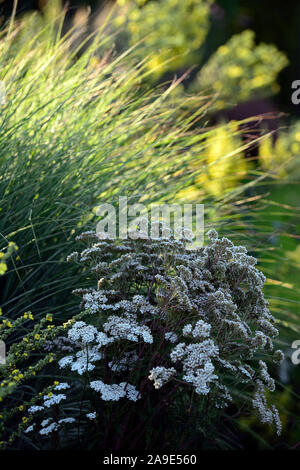 Achillea millefolium, Schafgarbe, weiße Blüten, flowerhead, Blüte, Blumen, Stauden, RM Floral Stockfoto