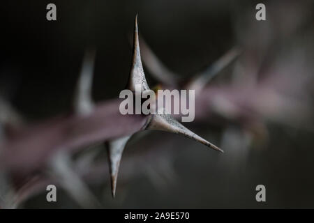 Spike Gabel Stockfoto