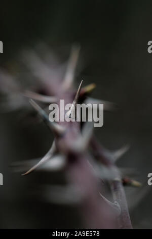 Spike Gabel Stockfoto