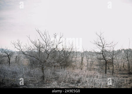Frostigen morgen in Augustdorf im Teutoburger Wald, Stockfoto