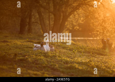 Ein Spaziergang im Frühjahr mit Sonnenschein im Park und am See "obersee" in Bielefeld, Gänse im Lakeside Stockfoto