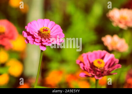 Schöne zinnia Blumen im Garten an einem sonnigen Tag. Retro Style getönt Stockfoto