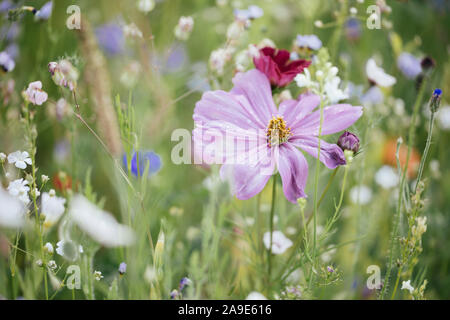 Sommer Blumenwiesen in Bielefeld am Straßenrand, Stockfoto