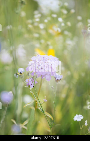 Sommer Blumenwiesen in Bielefeld am Straßenrand, Stockfoto