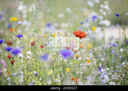 Sommer Blumenwiesen in Bielefeld am Straßenrand, Stockfoto