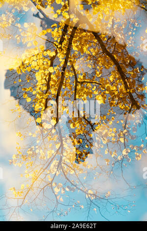 Beeches in gelb leuchtenden Herbstfarben Stockfoto