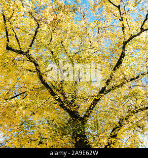 Beeches in gelb leuchtenden Herbstfarben Stockfoto