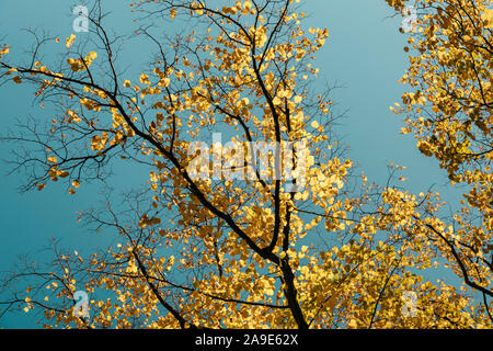 Beeches in gelb leuchtenden Herbstfarben Stockfoto