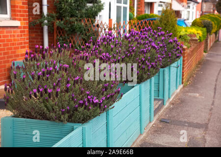 Lavandula stoechas - Französischer Lavendel in Pflanzmaschinen verwendet den Garten Begrenzung abzugrenzen Stockfoto