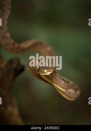 Ceylon Katze, Schlange, Boiga ceylonensis bei Matheran, Maharashtra, Indien Stockfoto