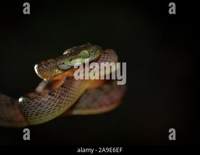 Ceylon Katze, Schlange, Boiga ceylonensis bei Matheran, Maharashtra, Indien Stockfoto