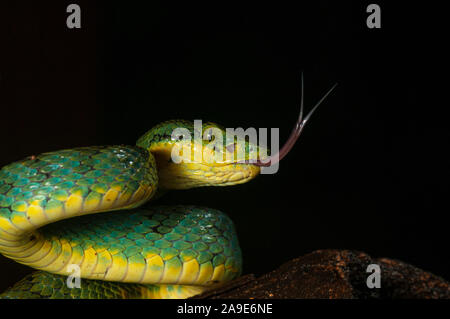 Ein älterer Name gramineus oder Bambus Pit Viper bei Matheran, Maharashtra, Indien Stockfoto