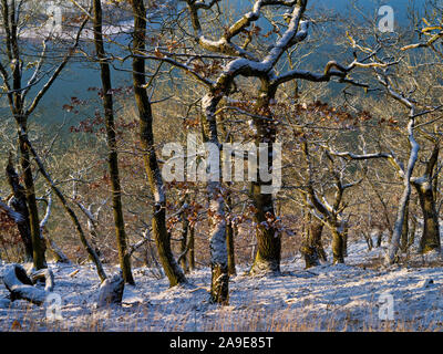 Europa, Deutschland, Hessen, Vöhl, Nationalpark Kellerwald-Edersee, winter Stimmung in der kahlen Hardt, gewundenen Eiche über dem Edersee, 1000-jährige Eichen, g Stockfoto