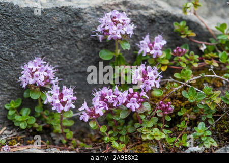 Thymus polytrichus ssp Beurre, Langhaariger Thymian, schleichende Thymian Stockfoto