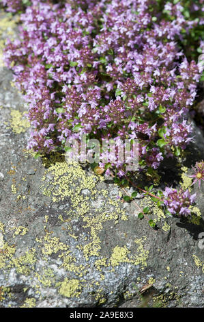 Thymus polytrichus ssp Beurre, Langhaariger Thymian, schleichende Thymian Stockfoto