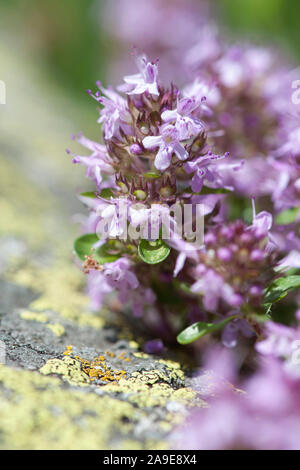 Thymus polytrichus ssp Beurre, Langhaariger Thymian, schleichende Thymian Stockfoto