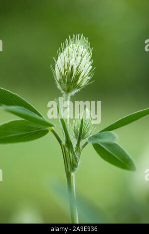 Trifolium pannonicum, Pannonischer Klee, Ungarische Klee Stockfoto