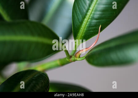 Big's Gummi Bild glatt grün Blatt Ficus benjamina, Ficus, Ficus microcarpa, elastischem Gummi, Angst, Geige, weinen Stockfoto