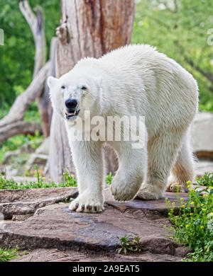 Ein Bild von einem schönen Eisbär Stockfoto