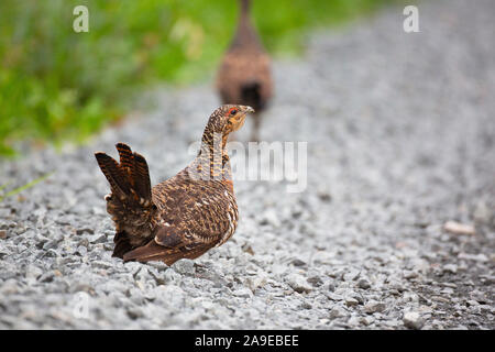 Auerhahn, Tetrao urogallus, Lappland, Kuusamo, Henne Stockfoto