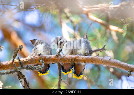 Bohemian waxwing, Bombycilla garrulus, Juvenil, mehrere Stockfoto