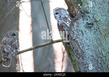 Waldkauz, Strix aluco, Paar in der Grube Stockfoto