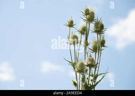 Seedheads der fullers Karde unter blauem Himmel. Trockene Blumen von Dipsacus fullonum, Dipsacus sylvestris, ist eine Art aus der blühenden Pflanze bekannt durch die Gemeinsame Stockfoto