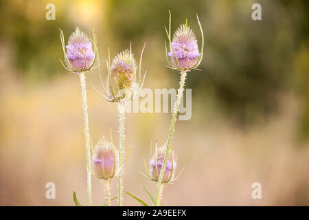 Fullers Karde blühen, bis schließen Foto mit selektiver Weichzeichner. Trockene Blumen von Dipsacus fullonum, Dipsacus sylvestris, ist eine Art der Blüte pl Stockfoto