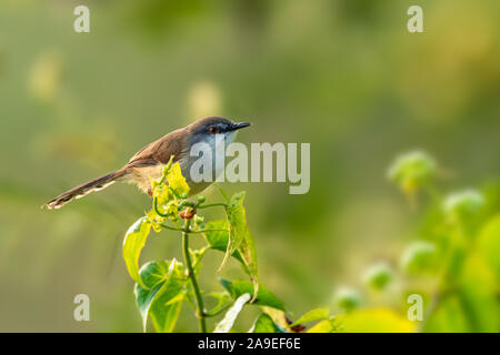 Grau-breasted Prinia hocken auf Strauch in eine Entfernung mit dem morgendlichen Sonnenlicht Stockfoto