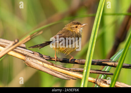 Grau-breasted Prinia hocken auf Gras Halm puffing up ihr Gefieder Stockfoto