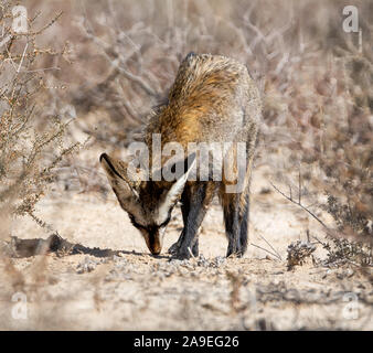 Eine Bat-eared Fox Nahrungssuche im südlichen afrikanischen Savanne Stockfoto