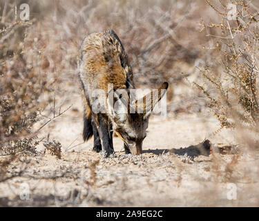 Eine Bat-eared Fox Nahrungssuche im südlichen afrikanischen Savanne Stockfoto