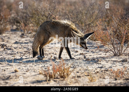 Eine Bat-eared Fox Nahrungssuche im südlichen afrikanischen Savanne Stockfoto