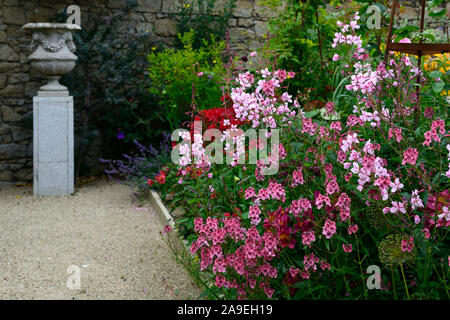 The Dillon Garden, Helen Dillon, Plantswoman, Dun Mhuire, Seafield Ave, Monkstown, Dublin, Irland, krautige Grenze, Stauden, üppiges Pflanzschema, Stockfoto