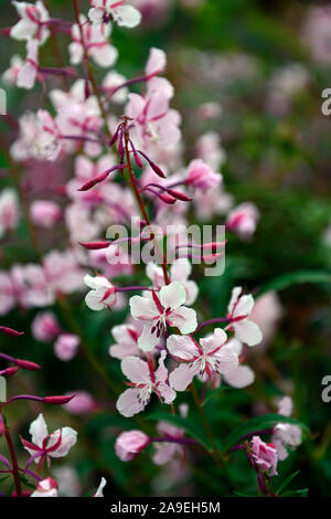 Gaura lindheimeri Siskiyou Pink, Beeblossom, rosa Blumen, Blüte, Garten, Gärten, lindheimer's beeblossom, RM Floral Stockfoto