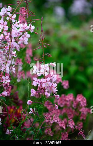 Gaura lindheimeri Siskiyou Pink, Beeblossom, rosa Blumen, Blüte, Garten, Gärten, lindheimer's beeblossom, RM Floral Stockfoto