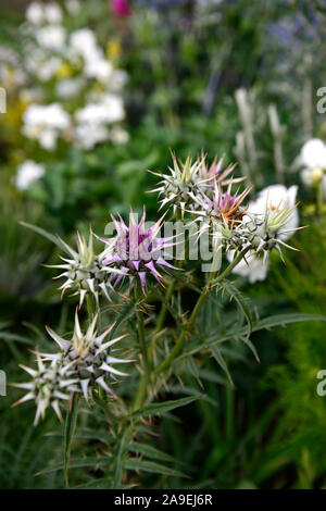 Cynara hystrix, syn Cynara baetica ssp maroccana, Zwerg Artischocke, Globus, Blumen, Blume, Blüte, RM Floral Stockfoto