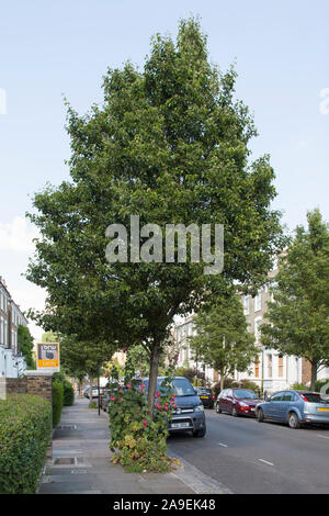 Eine Allee von grünen Chanticleer Birnbaum (Pyrus calleryana "chanticleer), Straße Bäume, Kentish Town, London NW 5. Stockrosen im Baum Grube gepflanzt. Stockfoto