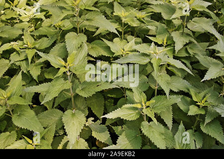 Pflanzen von Brennnessel, Urtica dioica Stockfoto