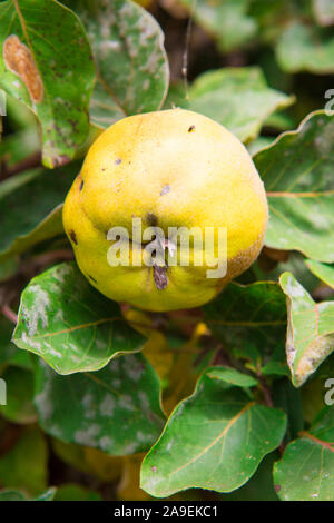 Quitte am Baum Stockfoto