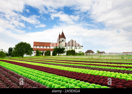 Salat Feld auf der Insel Reichenau im Bodensee Stockfoto