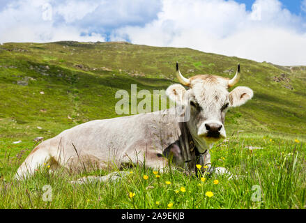 Kuh auf der Alm Stockfoto