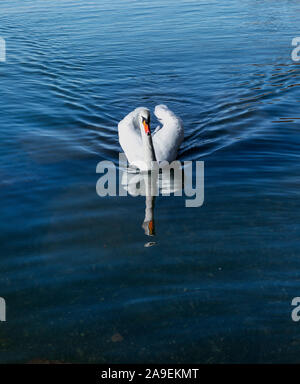 Weisser Schwan Stockfoto