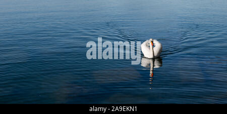 Weisser Schwan Stockfoto