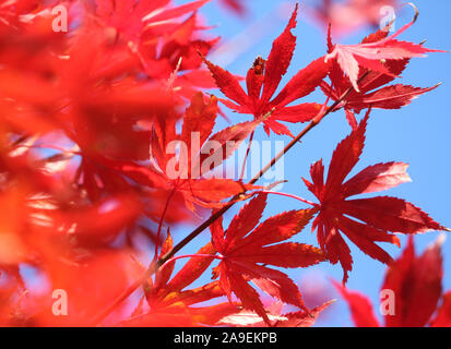 Schön feurig Herbst Farbe; rote Ahornblätter vor dem Hintergrund des blauen Himmels. Selektive konzentrieren, suchen durch Blätter. Stockfoto