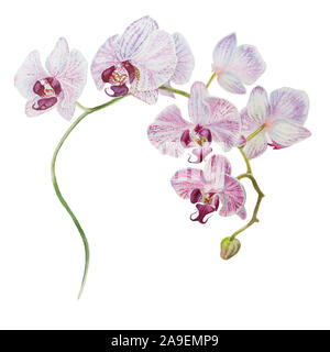 Isolierte orchid blühenden Zweig Aquarell handgezeichnete Abbildung Stockfoto