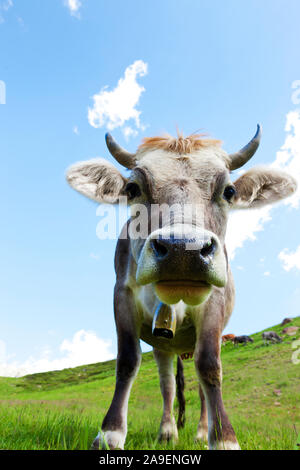 Kuh auf der Alm Stockfoto