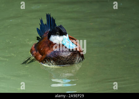 Schwarzkopfruderente, Oxyura jamaicensis, schwimmen auf der Wasseroberfläche Stockfoto