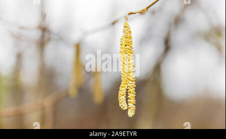 Haselnuss Blumen Stockfoto