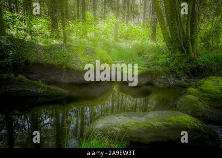 Teich im Wald Stockfoto